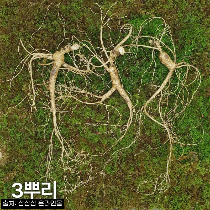 10년근 최상품 3뿌리 산양산삼, 중요한 선물 전 꼭 확인한 구매 포인트 후기